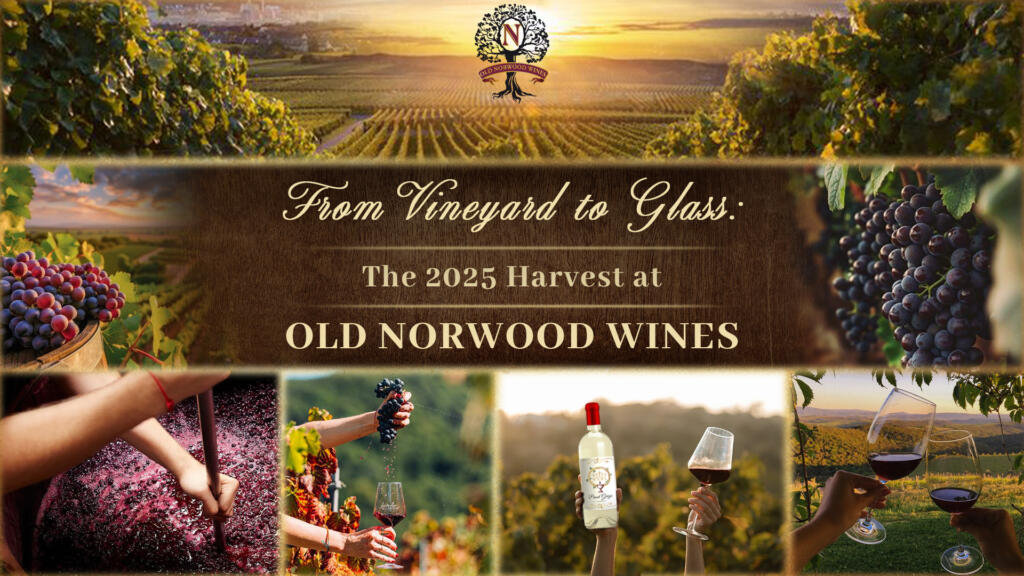Old Norwood Wines 2025 harvest bottles with vineyard background